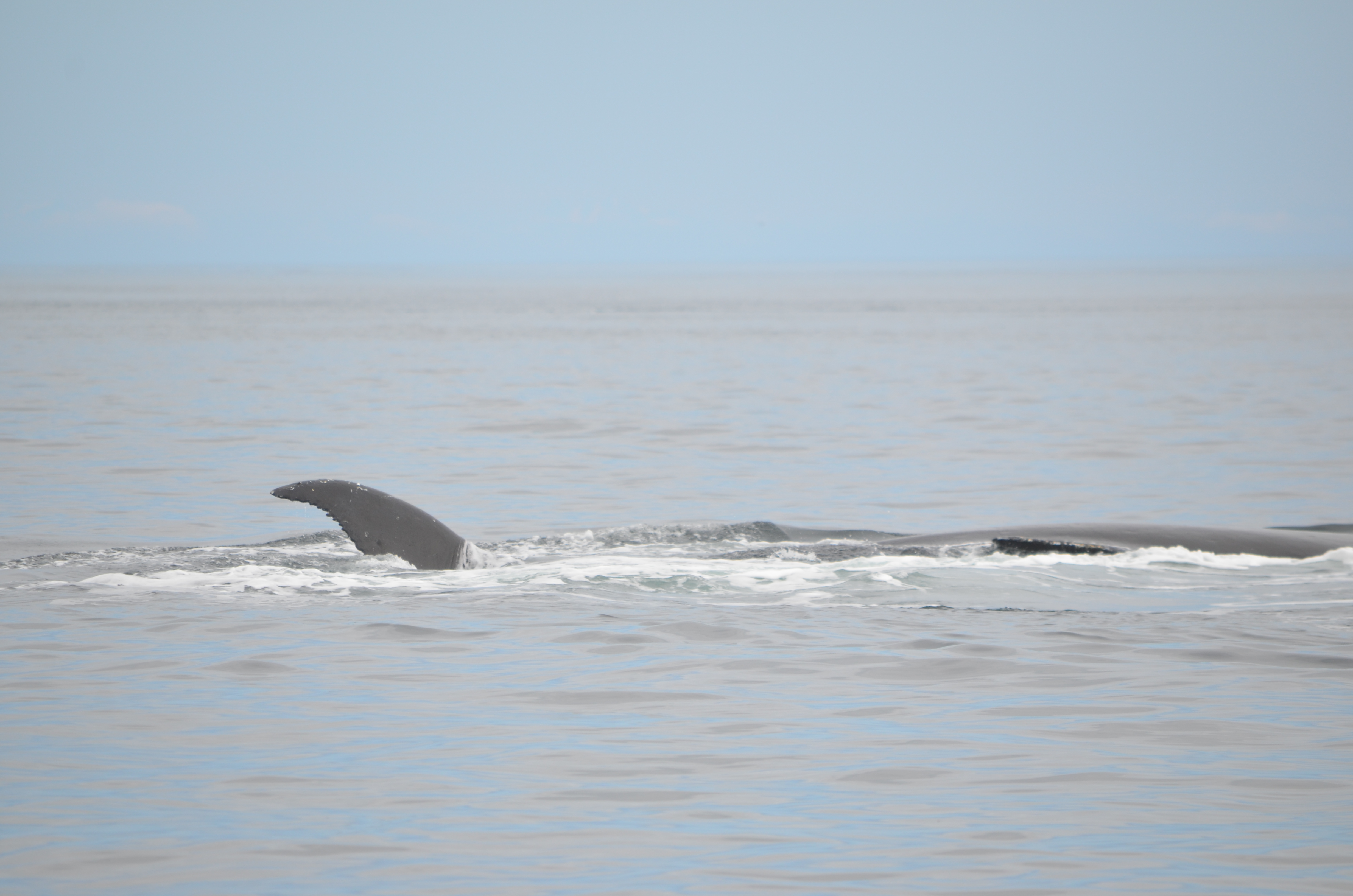 photos/wildlife/Mammal_Species/Humpback Whale/DSC_0179.JPG